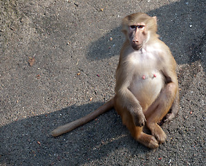 Image showing female monkey