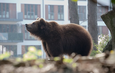 Image showing brown bear in the city