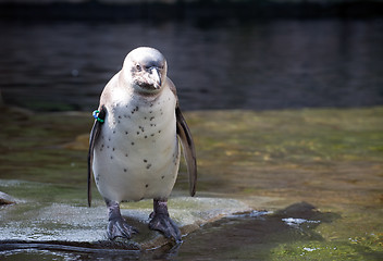 Image showing penguin