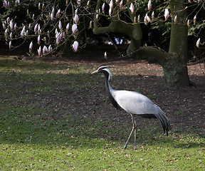 Image showing spring heron