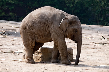 Image showing elephant
