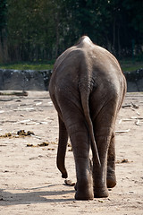 Image showing elephant back