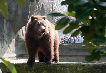 Image showing brown bear in the zoo