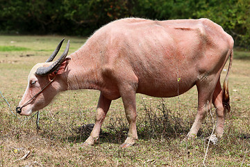 Image showing Red Cow