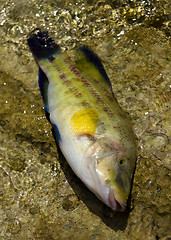 Image showing fish