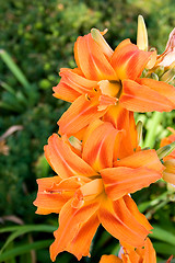 Image showing Lily