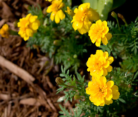 Image showing Marigolds