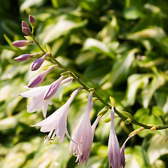 Image showing Hosta Blooms