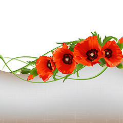 Image showing Poppy background