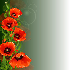 Image showing Poppy background