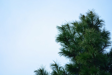 Image showing cedar branches