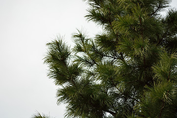 Image showing cedar branches