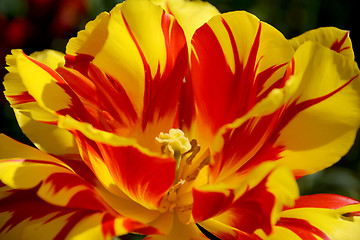 Image showing Brightly coloured Monsella tulip