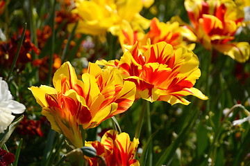 Image showing Bold red and yellow Monsella tulips