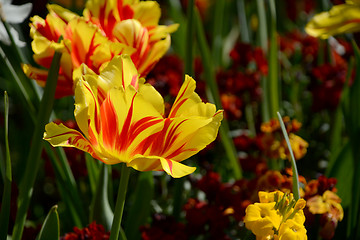 Image showing Red and yellow-striped Monsella tulips