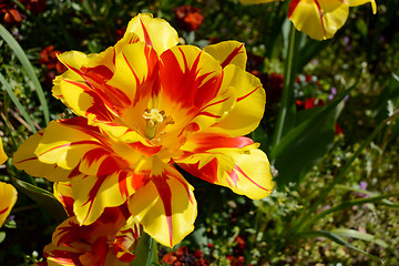 Image showing Double early Monsella tulip in bloom