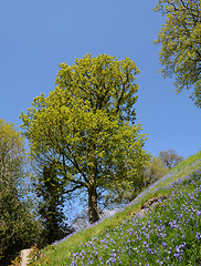 Image showing Bank of bluebells with trees coming into leaf