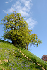 Image showing Trees come in to leaf above a bank of bluebells