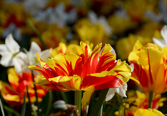 Image showing Flower bed full of colourful Monsella tulips