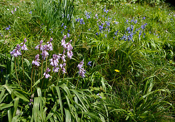 Image showing Pink and blue Spanish bluebells in Britain