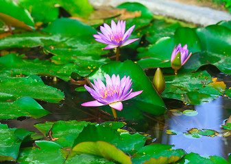 Image showing Pink Water Lily