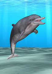 Image showing Smiling Dolphin