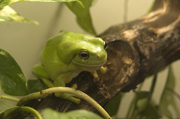 Image showing Australian Green Tree Frog