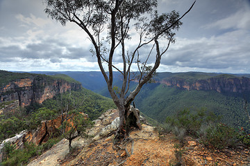 Image showing  Magnificent gum tree at  Burramoki Headland overlooking Grose V