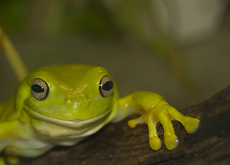 Image showing Australian Green Tree Frog