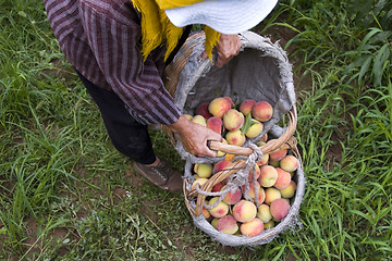Image showing Peach Harvesting