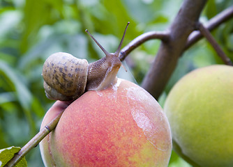 Image showing Snail on a Peach