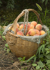 Image showing Basket of Peaches