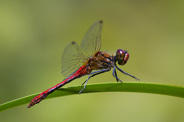 Image showing Red dragonfly