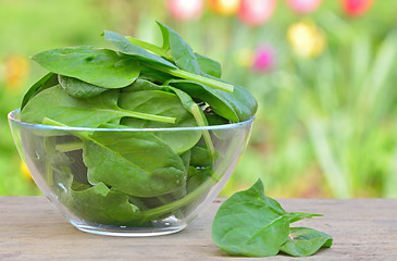 Image showing fresh green spinach