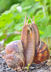 Image showing love snails