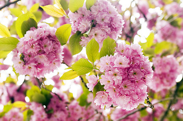 Image showing Pink flowers of tree in spring