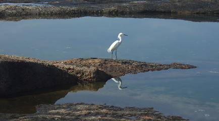 Image showing Seagull and its reflection on the water