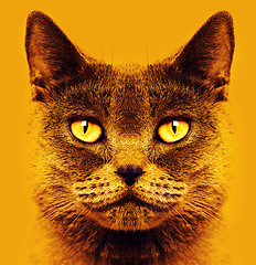 Image showing British short hair cat 