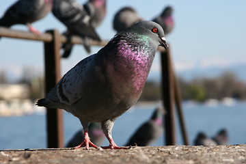 Image showing Pigeon