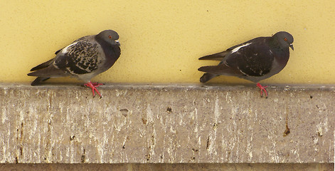 Image showing Pigeons(Columba Livia)