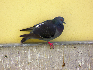 Image showing Pigeon(Columba Livia)