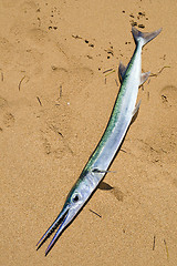 Image showing Garfish