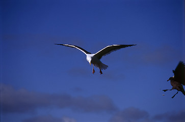 Image showing Seagull