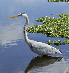 Image showing Great Blue Heron