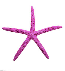 Image showing Purple Finger Starfish 