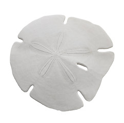 Image showing Sand Dollar Sea Shell