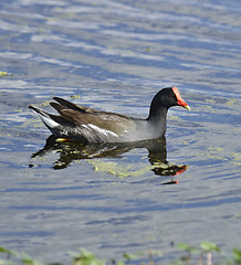 Image showing Common Moorhen Bird