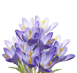 Image showing Spring Crocus Flowers