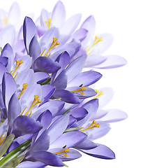 Image showing Spring Crocus Flowers