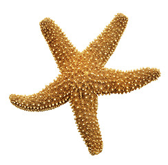 Image showing Orange Starfish 